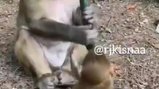 rj kisna funny monkey videos | Kaleshi kancha | dub kendra kisna