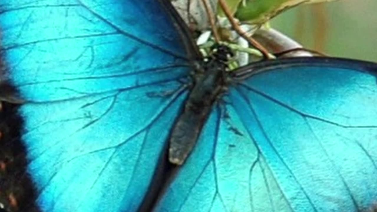 Dream-like Blue Butterflies - Blue Morphos