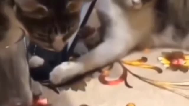 Cat fun time 6