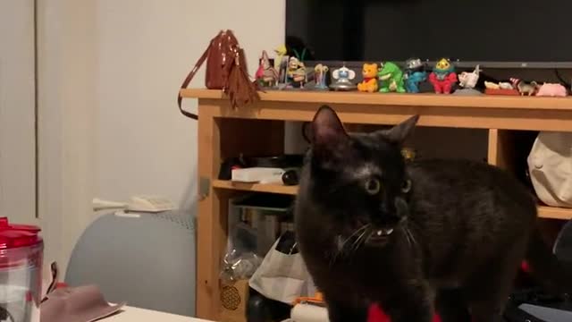 The kitten is unhappy