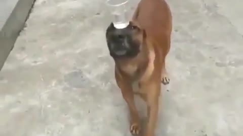 Dog carrying a glass of water on its head