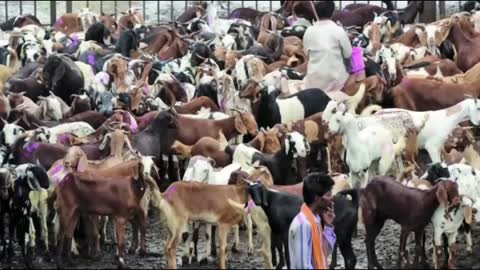 Bakra Eid मालिक ओर बकरे की जुदाई का ये वीडीयो देखलो, रो पड़ेंगे आप भी Judai Heart touching Seen 😥😥