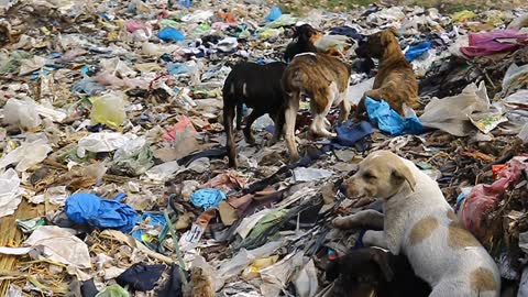 Cute Puppies Enjoying their own life with freedom playing any where they want