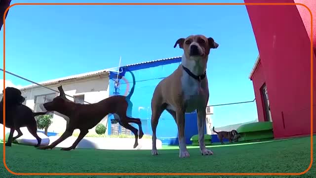 South African dog hotel offers canine luxury_Cut.mp4