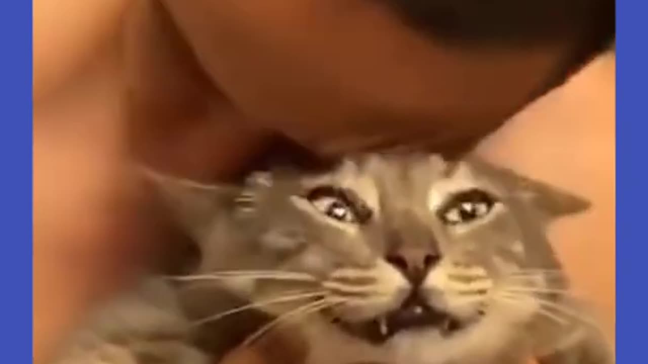 Funny animals videos. cats and dogs fails