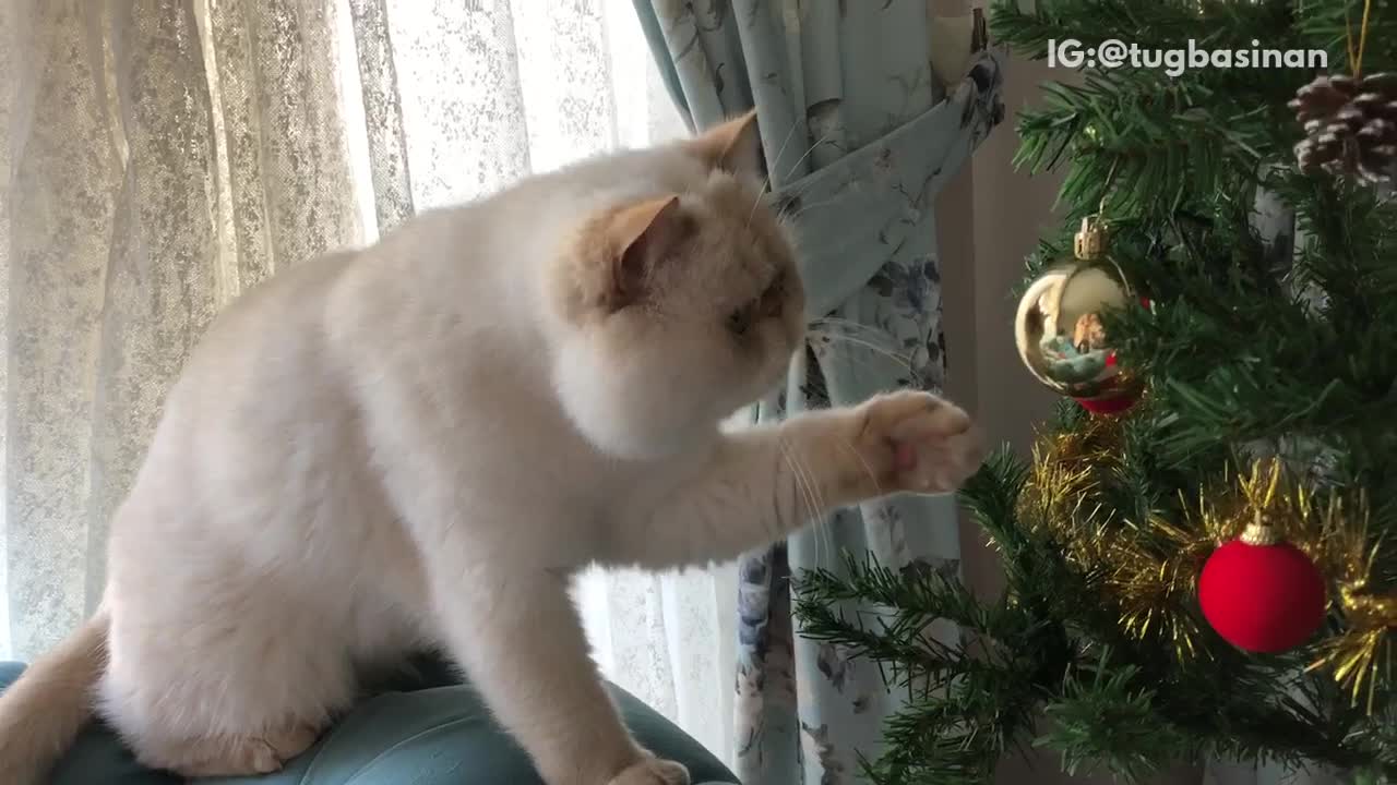 White cat bats at ornaments on christmas tree