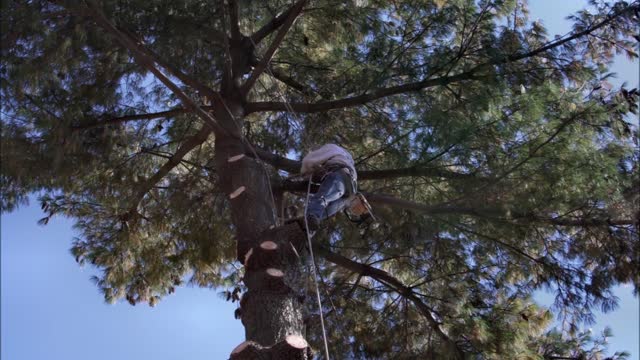 G Soto Tree Service - (239) 688-5395