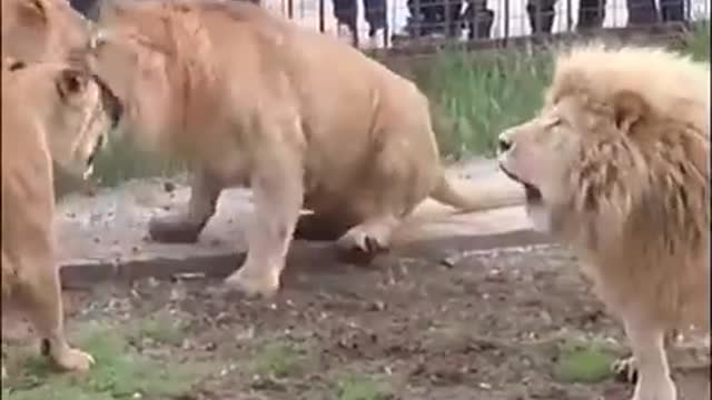 White tiger vs Real Tiger fighting scene Animals fighting Videos 2021