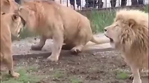 White tiger vs Real Tiger fighting scene Animals fighting Videos 2021