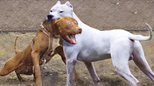 Dogo Argentino VS Pitbull