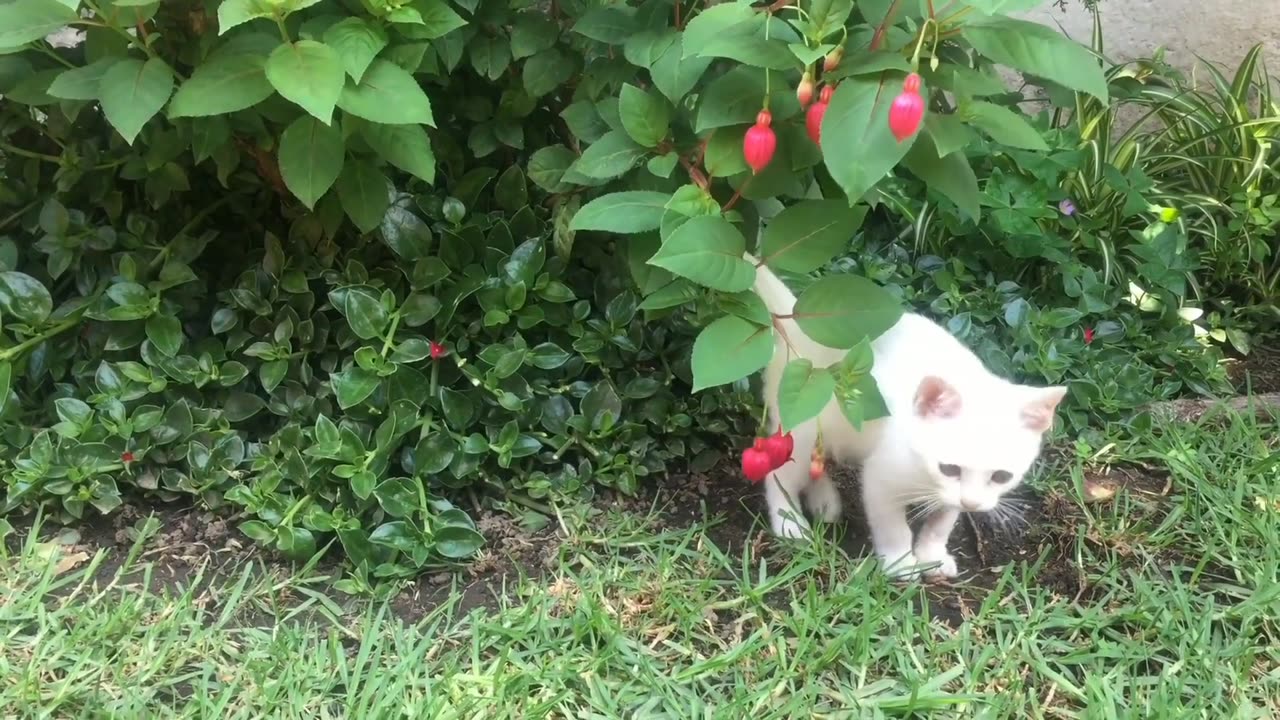 Cats playing