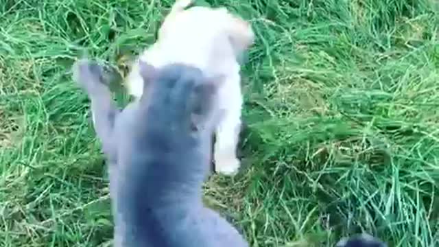 Cat slapping puppies face multiple times