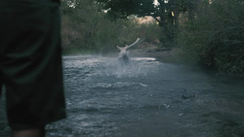 Dog Play a ball in a river