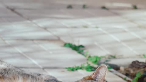 a-cat-relaxing-on-the-floor