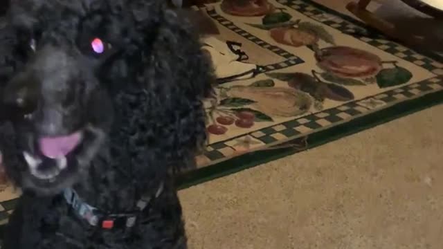 Poodle learns to skateboard