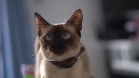 baby cats cute and funny cat videos compilation