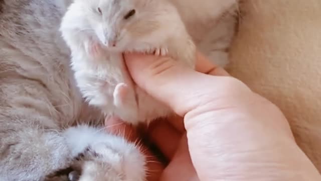 Best friends Cat and Hamster 😀