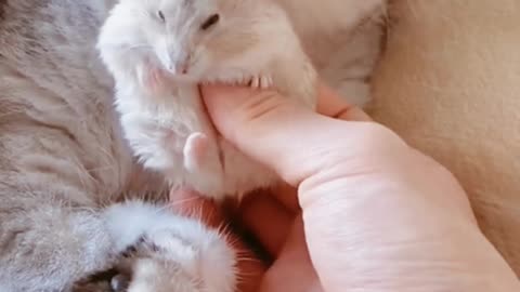 Best friends Cat and Hamster 😀