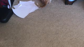 Sabi finds a ball