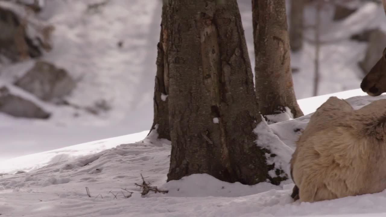 Wapiti Elk In The Winter Sitting In Forest With Antlers