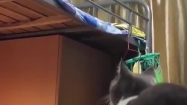 Cat Goes For The Jump & Then... - UrPetsHouse