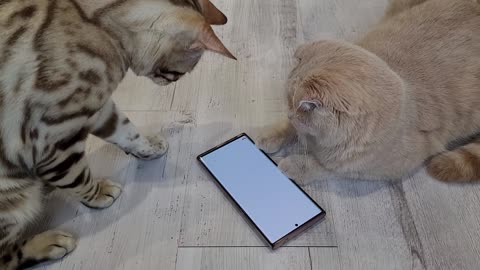 Cat smartphone addiction