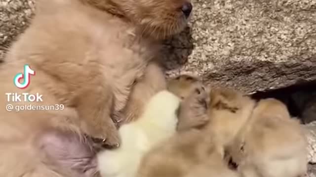 Dog pup playing with bouncing baby chick