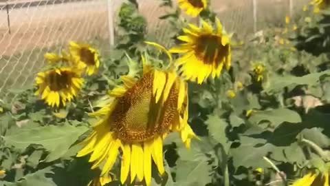 Sunflowers dancing in the wind