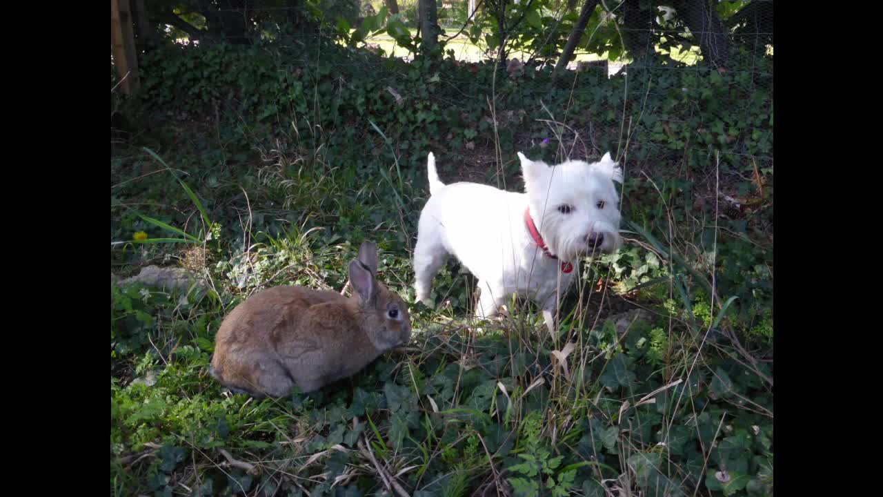 Dog play rabbit so cuteee