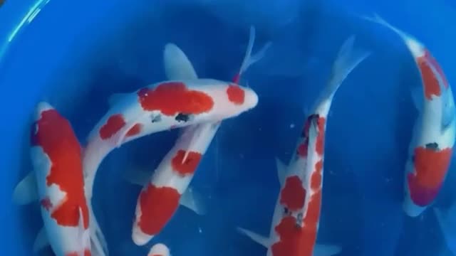 Koi fish beautiful