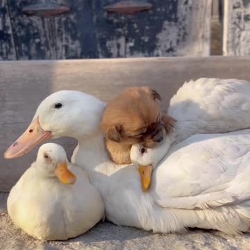 funny dog|dogs|funny dog videos|cute animals|funny animals|#cutedogs|#shorts