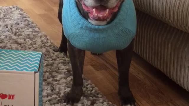 When you get dog mail