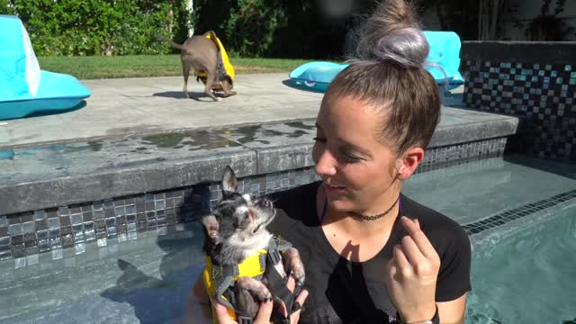 Teaching cute dogs how to swim. Happy bonding time.