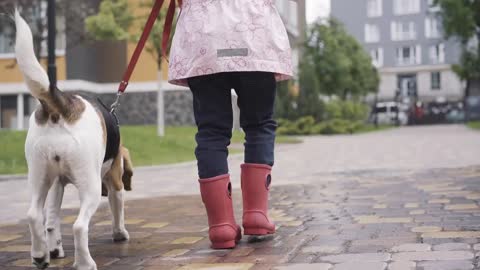 Back view of unrecognizable girl and beagle strolling outdoors