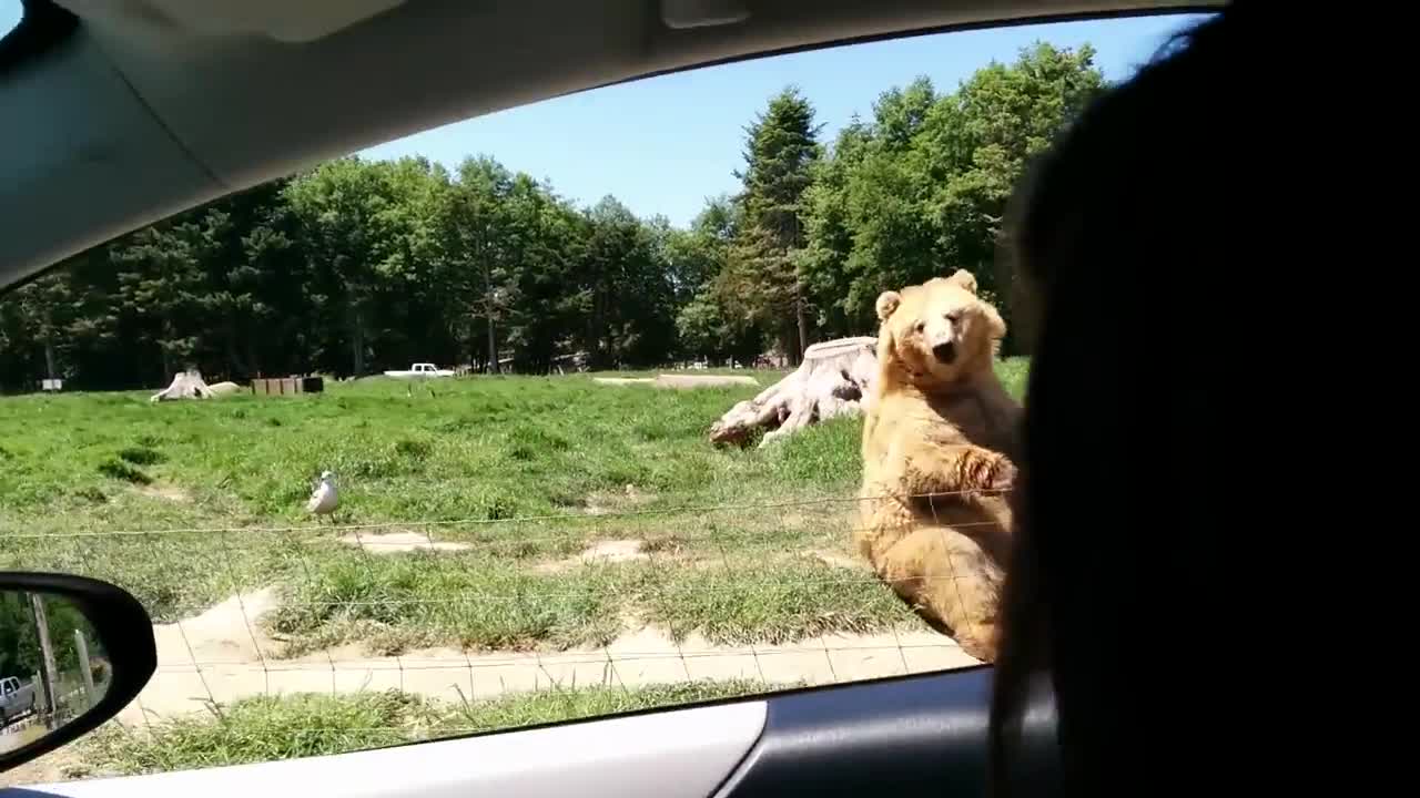 Awesome Catch by bear