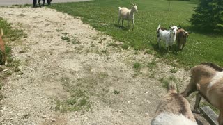 Eureka the Dog and Licorice the Mini Horse 06.2020