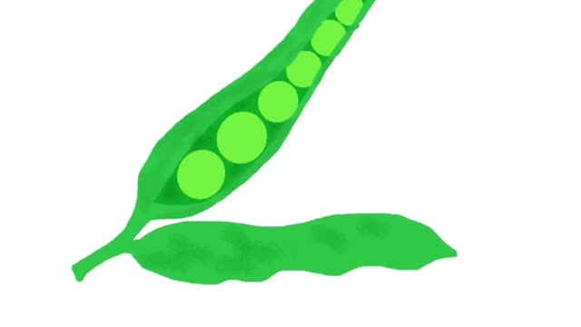 Timelapse video of Peas in procreate