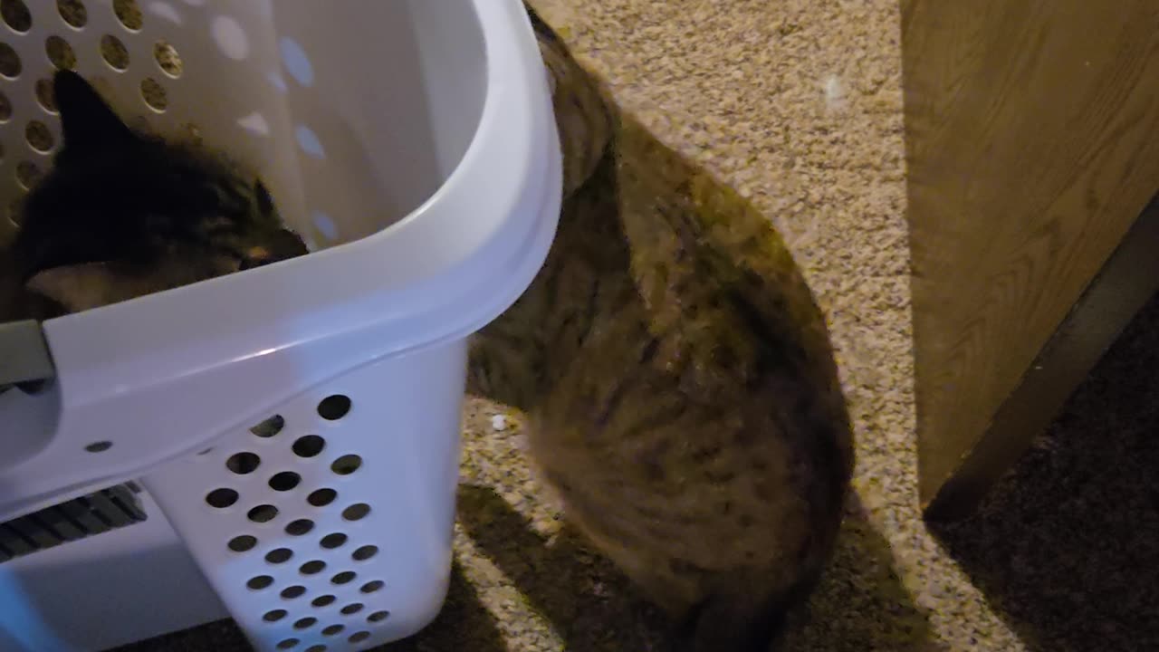 Cats Perform Strange Hamper Ritual