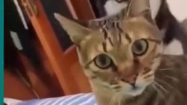cats and dogs fight try not to laugh