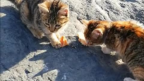 Cats search for food and share it