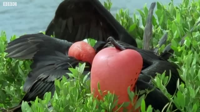 Bizarre Mating Ritual Of The Frigatebird | Wild Caribbean | BBC Earth