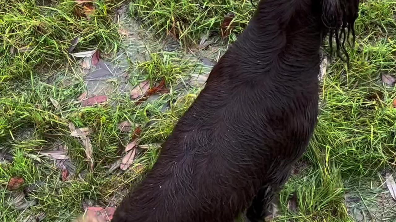 Wagging Tail Makes Mud Angels