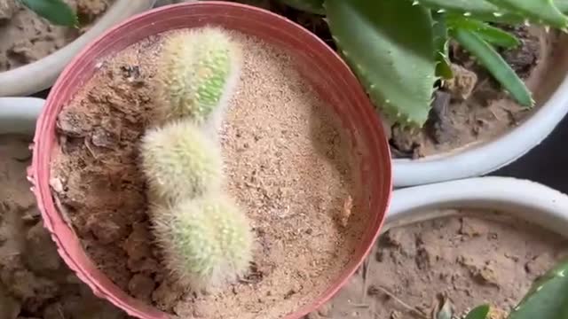 various potted plants