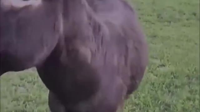 When the donkey found his master walking towards the fire, he shouted anxiously