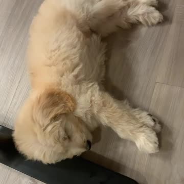 A lazy afternoon #goldendoodle
