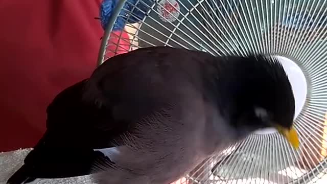 Myna bird attacking the owner