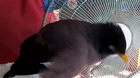 Myna bird attacking the owner