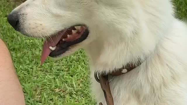 White border collie