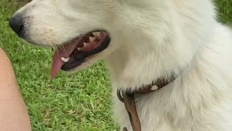 White border collie
