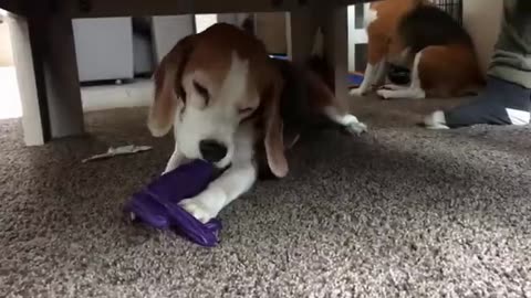 Funny Beagles vs THE JOKER!!